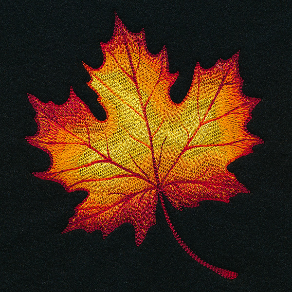 Autumn Fire Maple Leaf