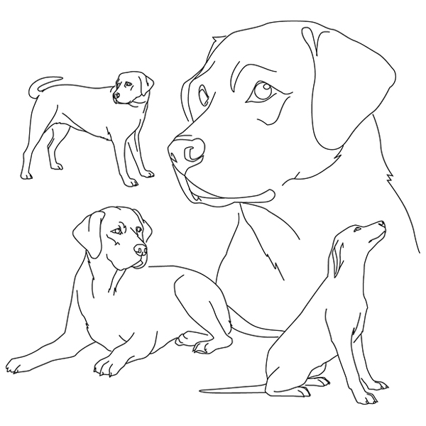 Labrador Retriever Sketch [SVG, DXF]
