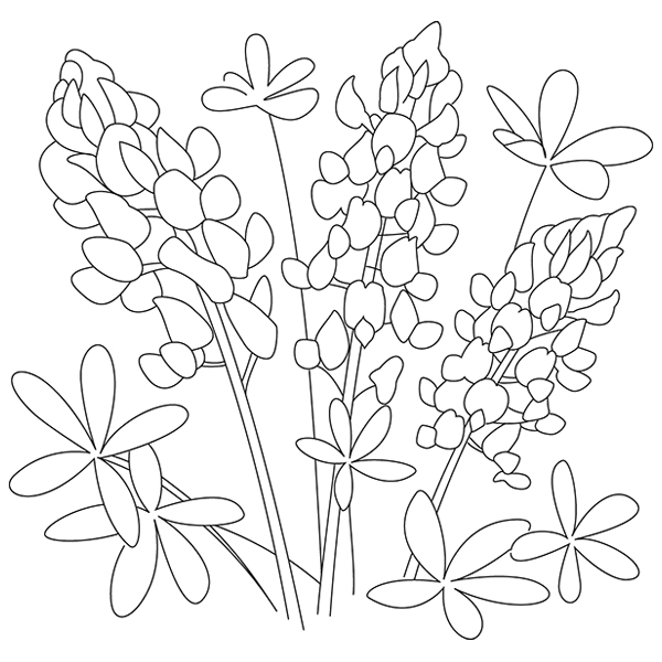 Bluebonnet Sketch [SVG, DXF]
