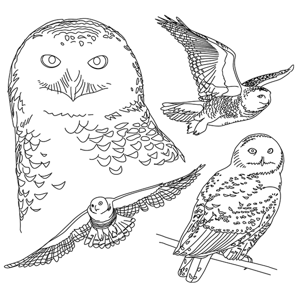 Snowy Owl Sketch [SVG, DXF]