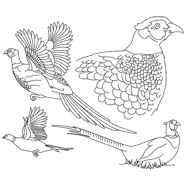 Pheasant Sketch [SVG, DXF]