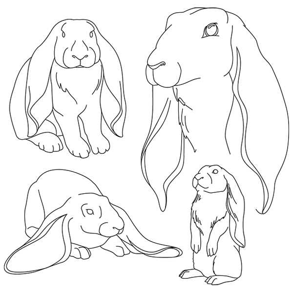 English Lop Sketch [SVG, DXF]