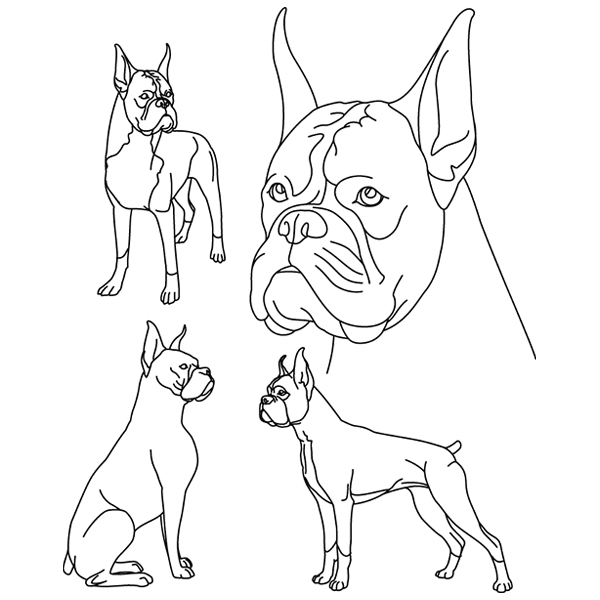 Boxer Sketch (Cropped Ears) [SVG, DXF]