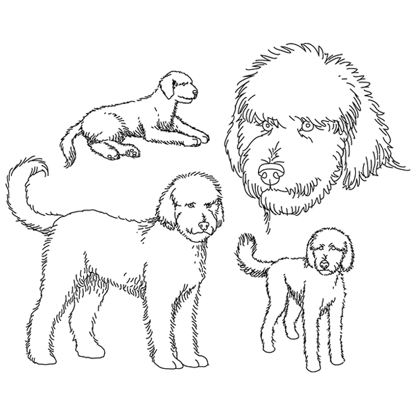 Goldendoodle Sketch [SVG, DXF]