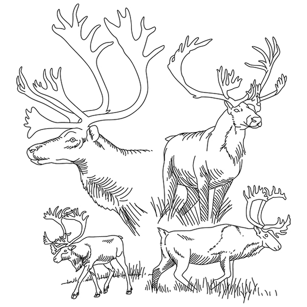 Caribou Sketch [SVG, DXF]