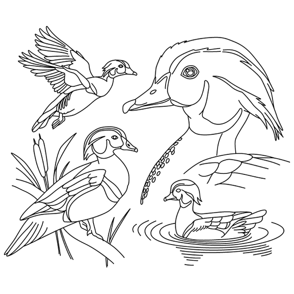 Wood Duck Sketch [SVG, DXF]