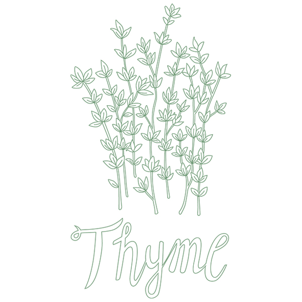 Herb Sketch - Thyme [SVG, DXF]
