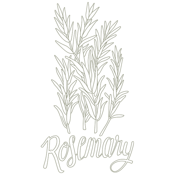 Herb Sketch - Rosemary [SVG, DXF]
