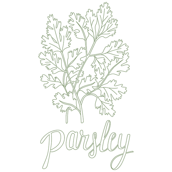 Herb Sketch - Parsley [SVG, DXF]