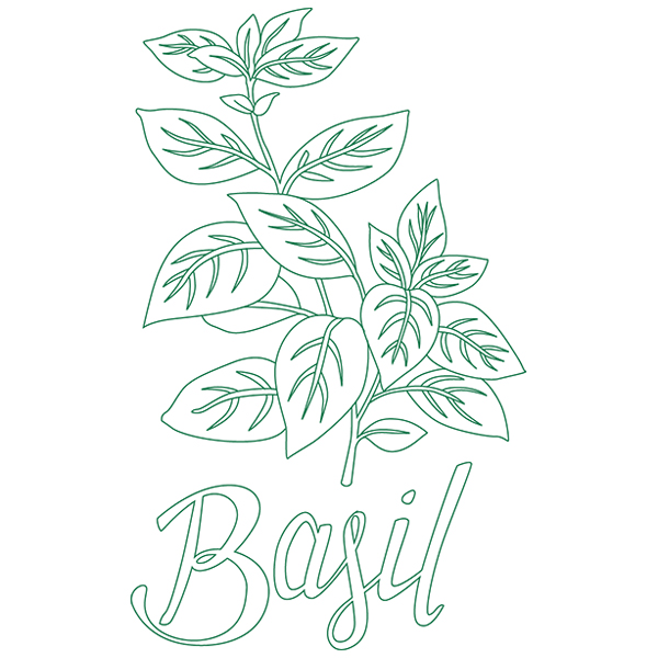 Herb Sketch - Basil [SVG, DXF]