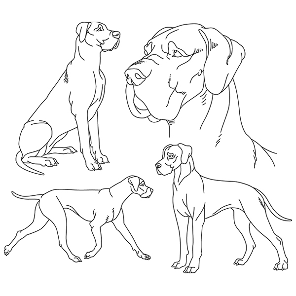 Great Dane Sketch (Cropped Ears) [SVG, DXF]