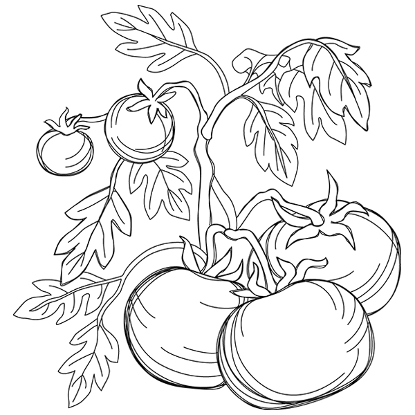 Tomato Etching [SVG, DXF]