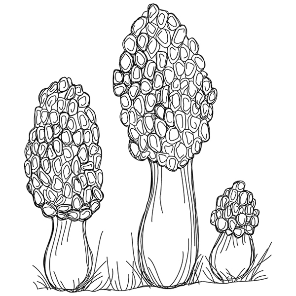 Morel Mushroom Etching [SVG, DXF]