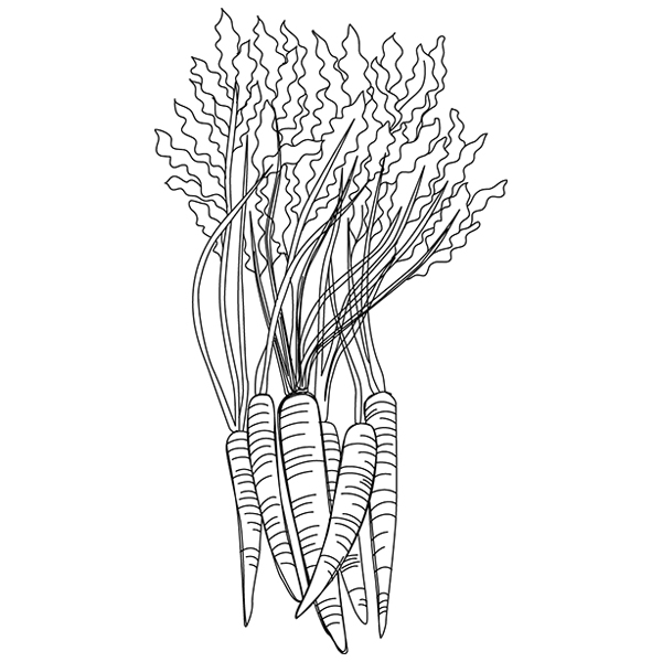 Carrot Etching [SVG, DXF]