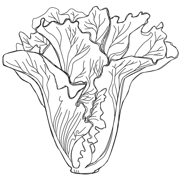 Lettuce Etching [SVG, DXF]