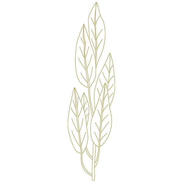 Botanical Treasures - Bay Leaves [SVG, DXF]