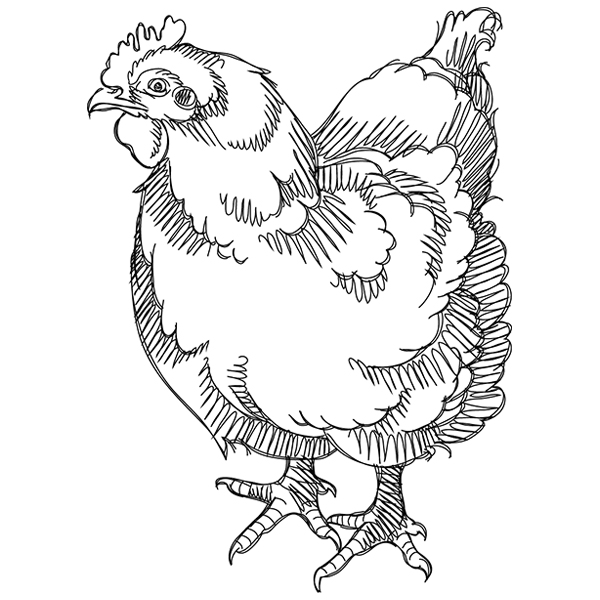 Farm Animal Sketch - Chicken [SVG, DXF]