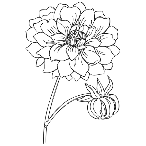 Delicate Dahlia [SVG, DXF]