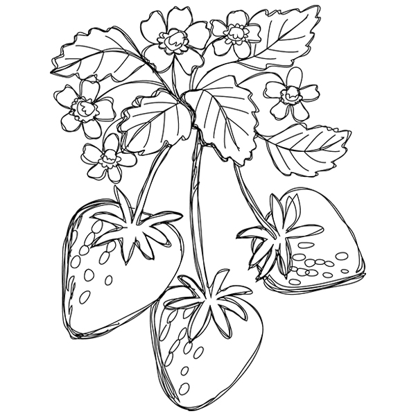 Summer Tastes - Strawberries [SVG, DXF]