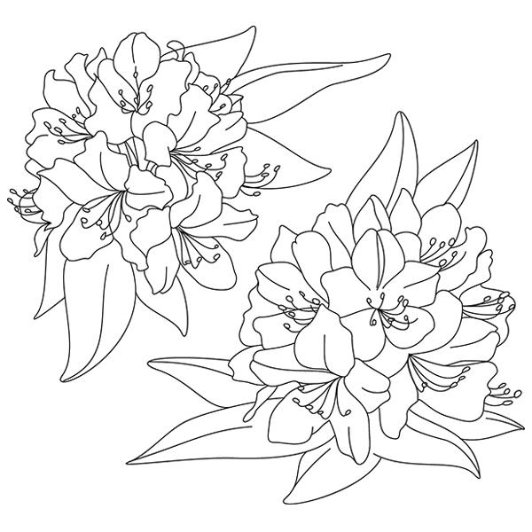 Rhododendron Sketch [SVG, DXF]