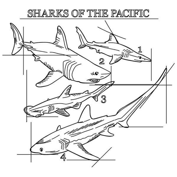 Sharks of the Pacific Schematic [SVG, DXF]