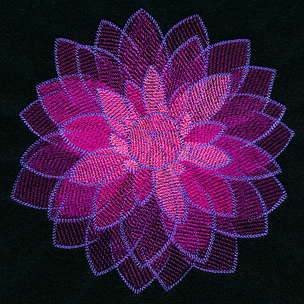 Wild Magic Dahlia Wild Magic Dahlia