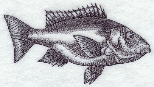 Snapper Rocks Skech Saltwater Snapper Sketch
