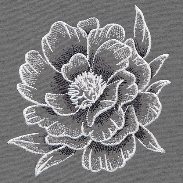 Sheer and Elegant Peony 1