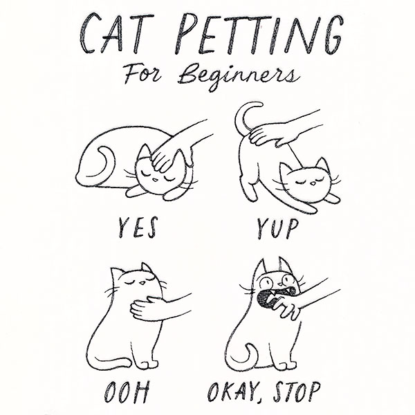 Cat Petting Guide